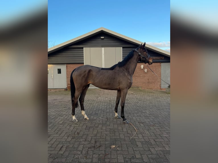 NRPS Mare 5 years 17 hh Bay-Dark in Bleskensgraaf ca