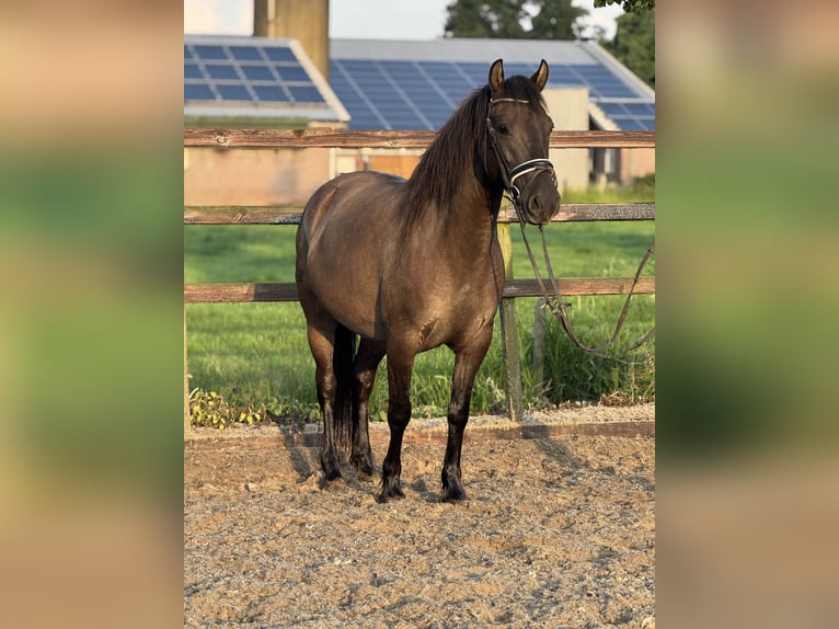 NRPS Mare 6 years 13.3 hh Bay-Dark in IJsselstein