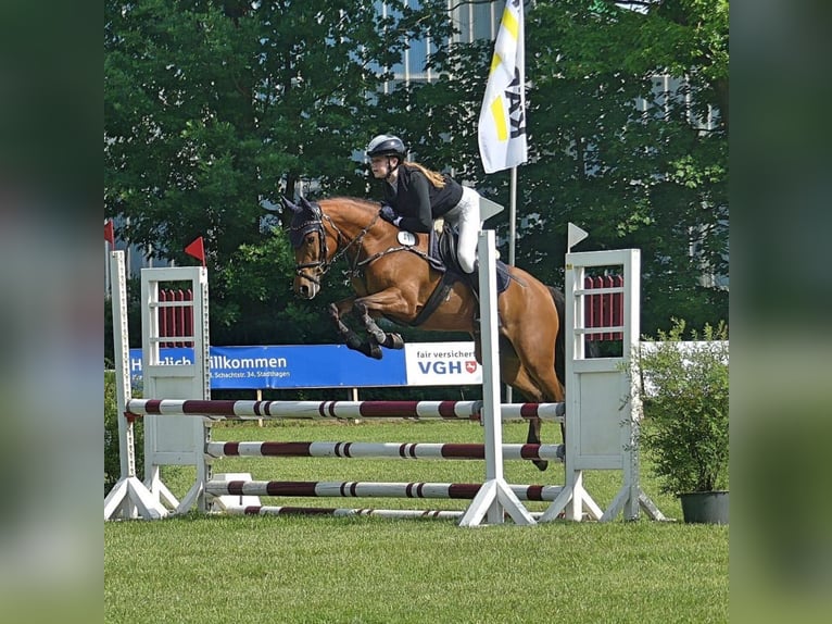 NRPS Mare 6 years 14 hh Brown in Rodewald