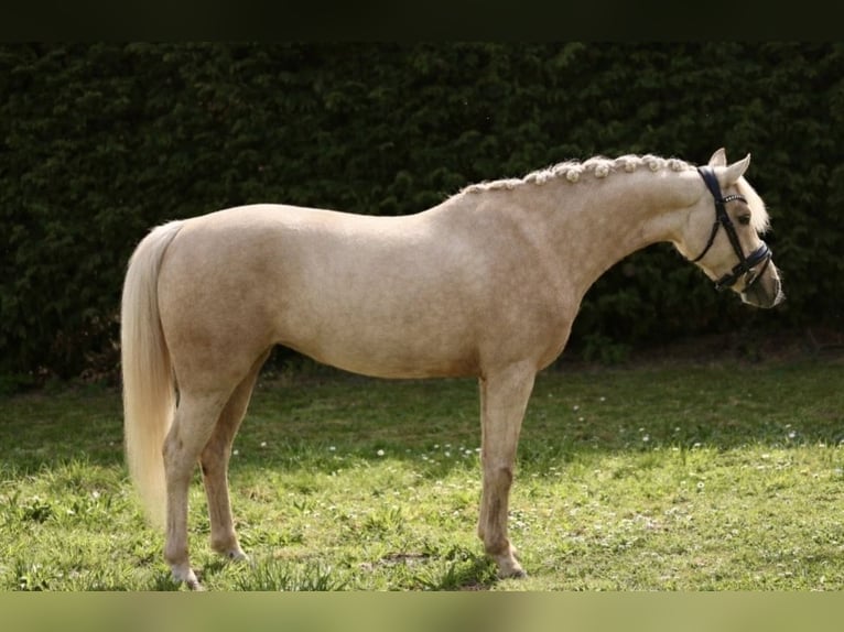 NRPS Mare 6 years 14 hh Palomino in Teteringen