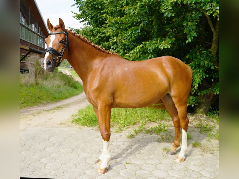 NRPS Mare 6 years 14,1 hh Chestnut-Red in Buchholz in der Nordheide