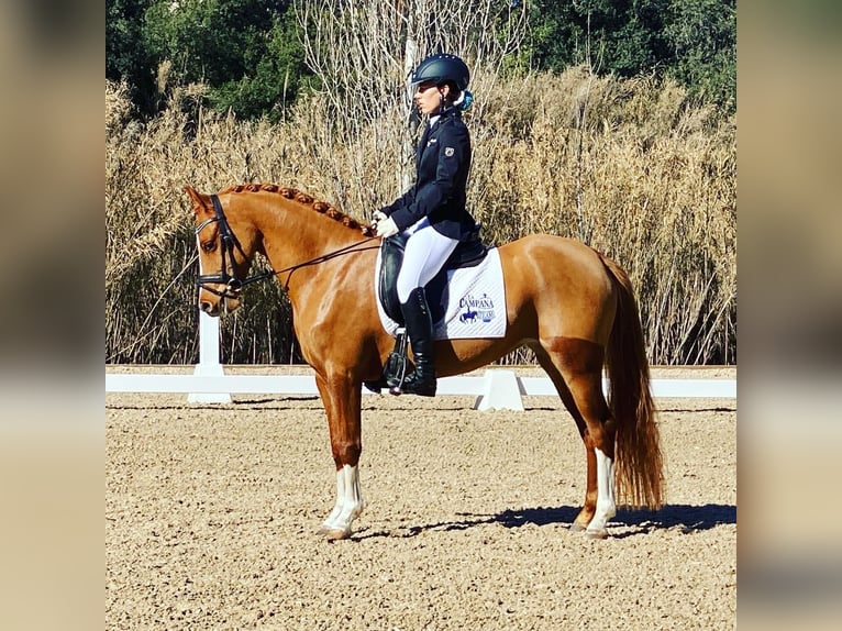 NRPS Mare 6 years 14,1 hh Chestnut-Red in Buchholz in der Nordheide
