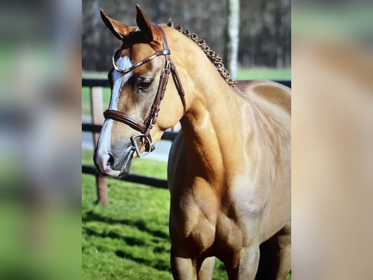 NRPS Mare 6 years 14,1 hh Chestnut-Red in V&#xF6;hl