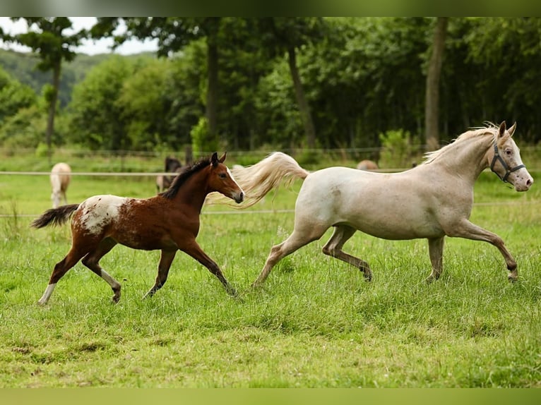 NRPS Mare 6 years 14,1 hh Leopard-Piebald in Aalten