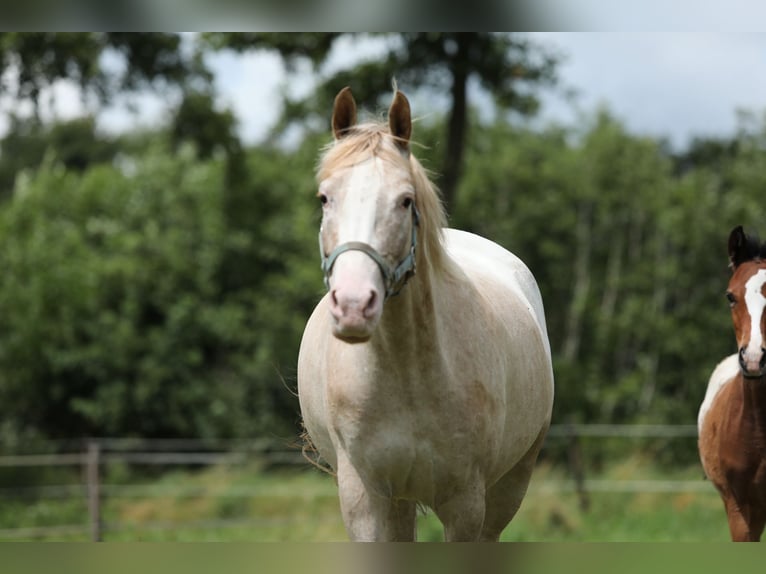NRPS Mare 6 years 14,1 hh Leopard-Piebald in Aalten