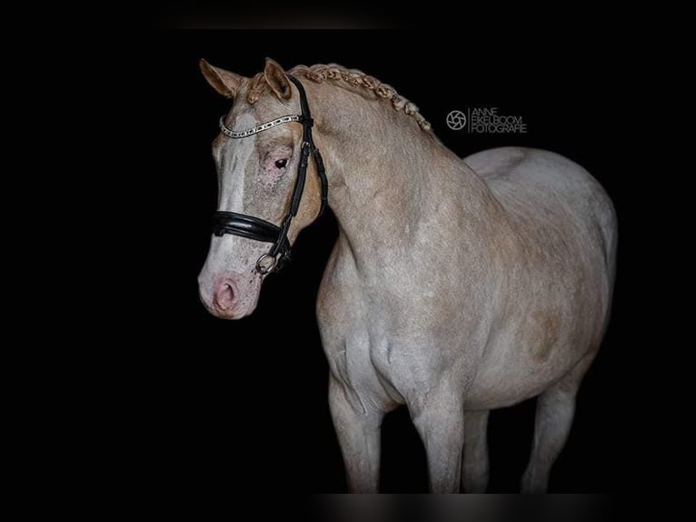 NRPS Mare 6 years 14,1 hh Leopard-Piebald in Aalten