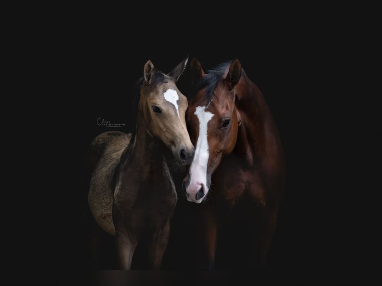 NRPS Mare 6 years 16 hh Brown in Tholen