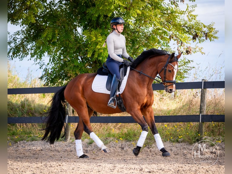 NRPS Mare 6 years 16 hh in Vijlen (NL)