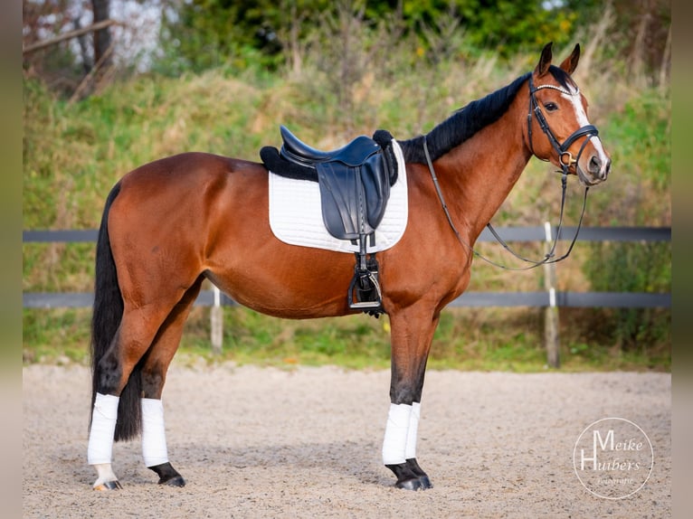 NRPS Mare 6 years 16 hh in Vijlen (NL)