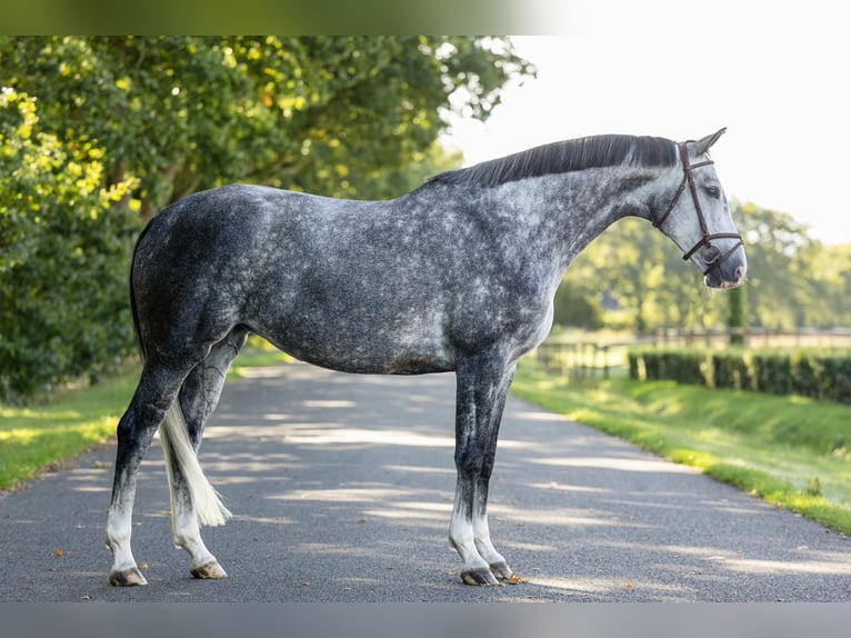 NRPS Mare 6 years 16 hh Grey in Beilen