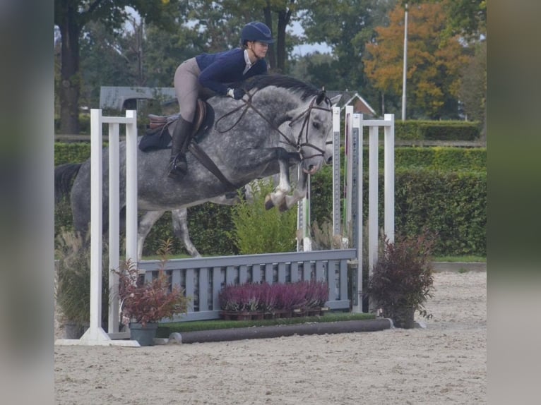 NRPS Mare 6 years 16 hh Grey in Beilen
