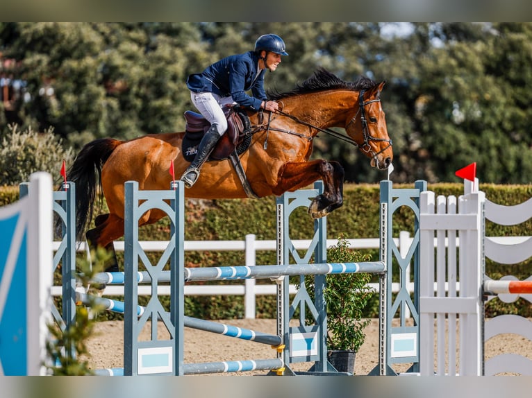 NRPS Mare 6 years 17 hh Brown in Boadilla Del Monte