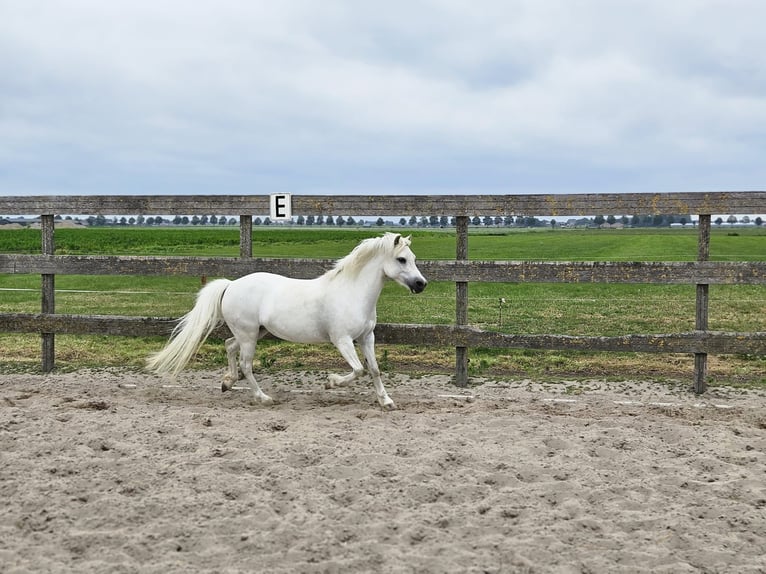 NRPS Mare 7 years 11,1 hh Gray in Zevenhoven