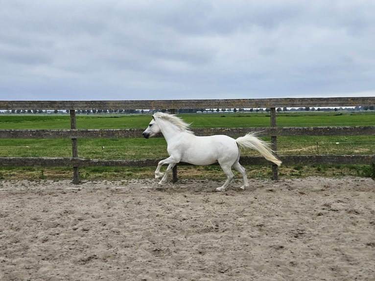 NRPS Mare 7 years 11,1 hh Gray in Zevenhoven