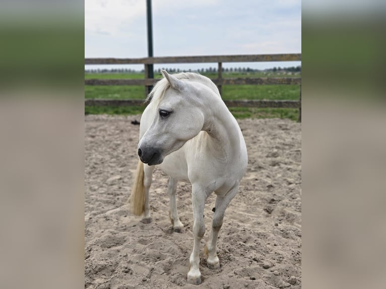 NRPS Mare 7 years 11,1 hh Gray in Zevenhoven