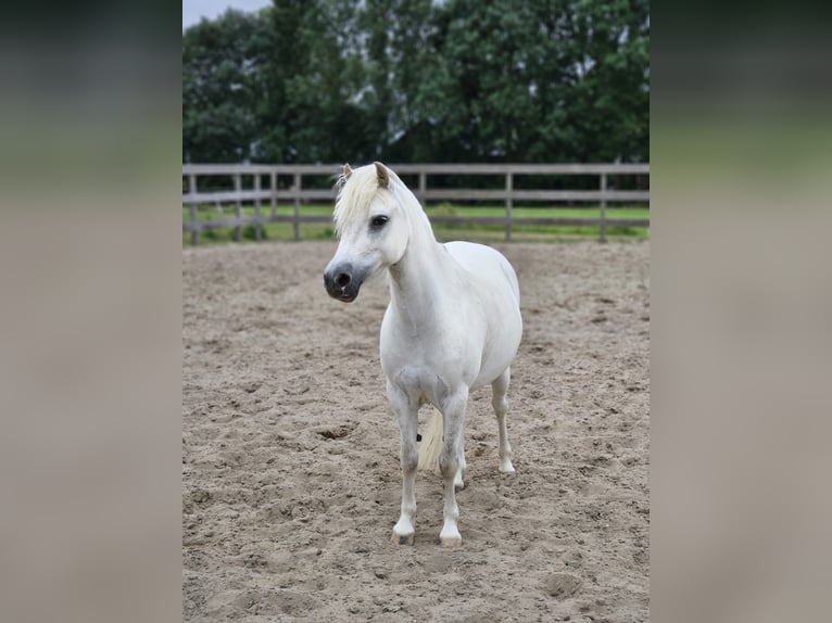 NRPS Mare 7 years 11,1 hh Gray in Zevenhoven