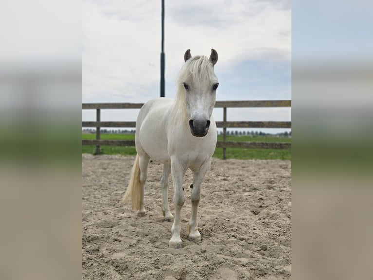 NRPS Mare 7 years 11,1 hh Grey in Zevenhoven