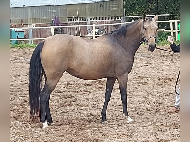 NRPS Mare 7 years 14,1 hh Buckskin in Budenheim