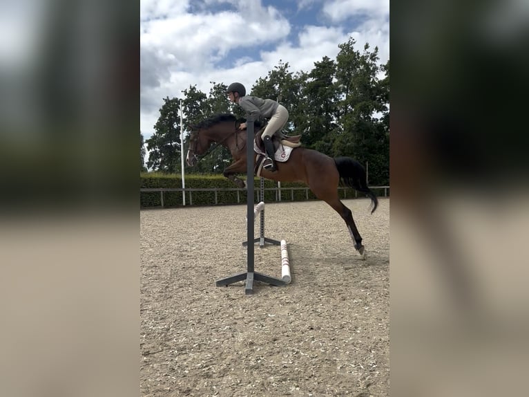 NRPS Mix Mare 8 years 14.1 hh Bay-Dark in Ermelo
