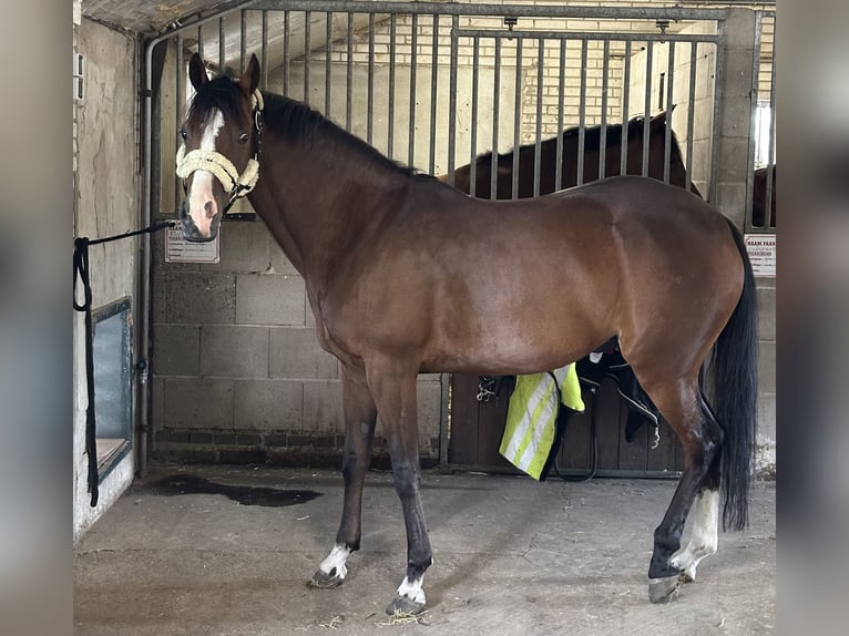 NRPS Mix Mare 8 years 14.1 hh Bay-Dark in Ermelo