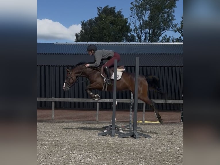 NRPS Mix Mare 8 years 14.1 hh Bay-Dark in Ermelo