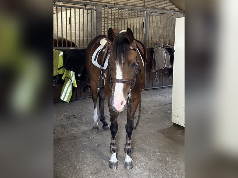 NRPS Mix Mare 8 years 14.1 hh Bay-Dark in Ermelo