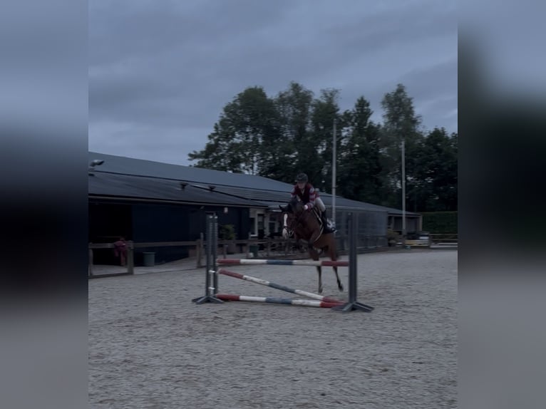 NRPS Mix Mare 8 years 14.1 hh Bay-Dark in Ermelo