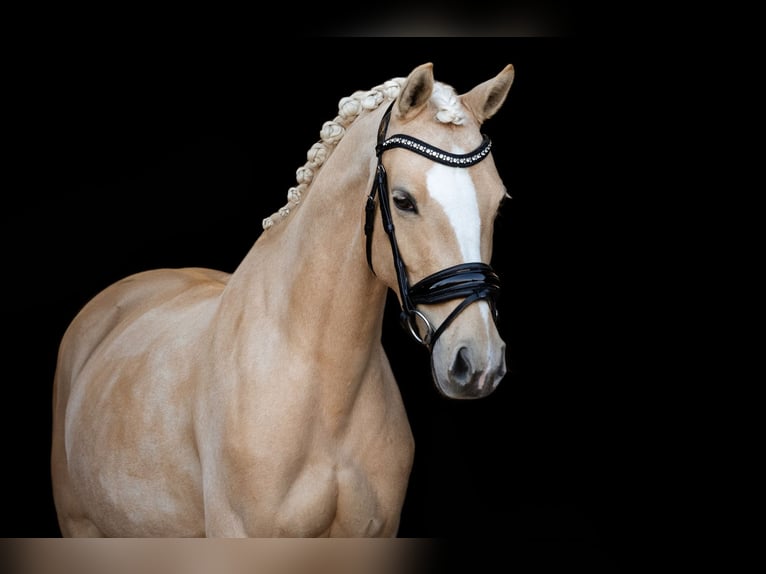 NRPS Mare 8 years 14.1 hh Palomino in Oost West en Middelbeers