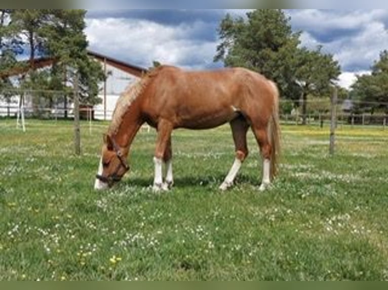 NRPS Mare 8 years 14,2 hh Roan-Red in Freystadt