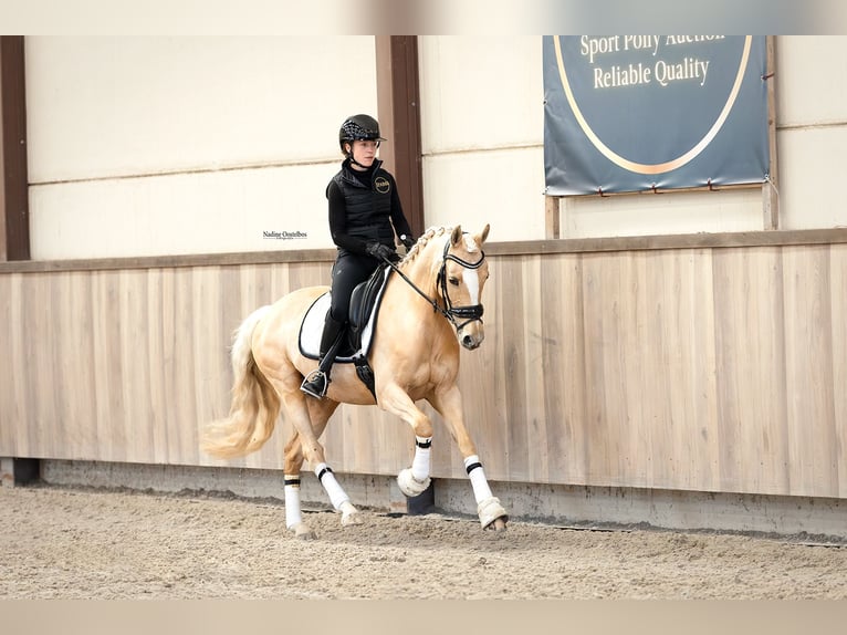 NRPS Mare 8 years 14,1 hh Palomino in Oost West en Middelbeers