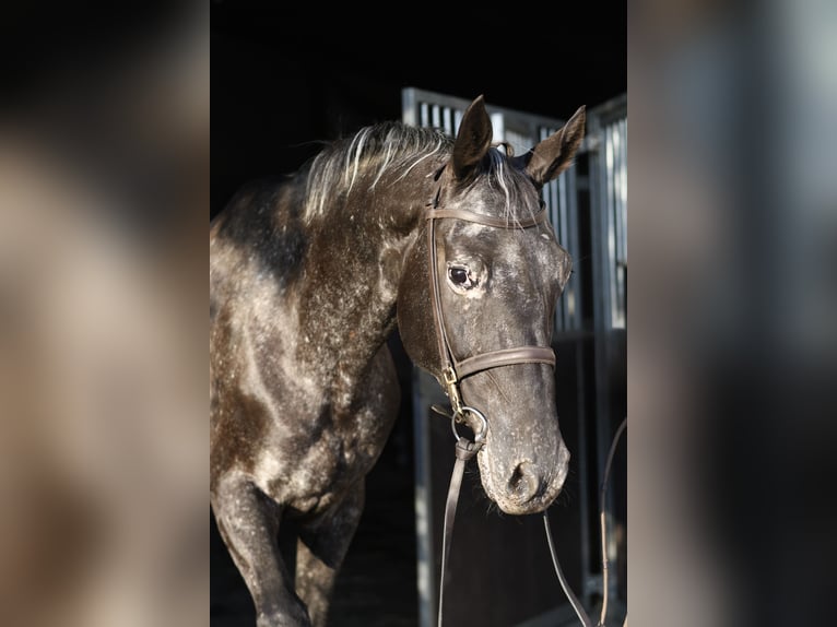 NRPS Mare 8 years 16 hh Leopard-Piebald in Geilenkirchen