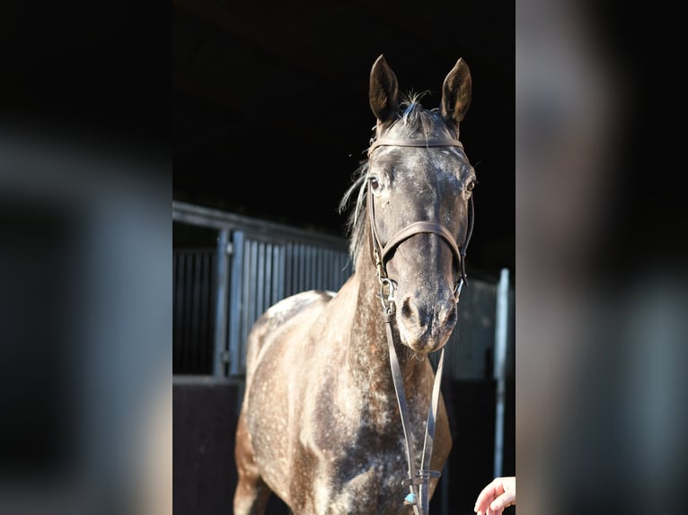 NRPS Mare 8 years 16 hh Leopard-Piebald in Geilenkirchen