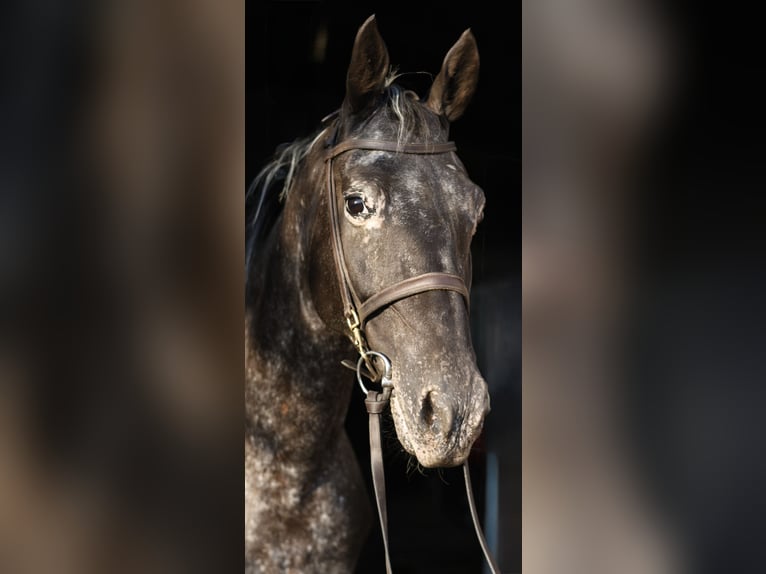 NRPS Mare 8 years 16 hh Leopard-Piebald in Geilenkirchen