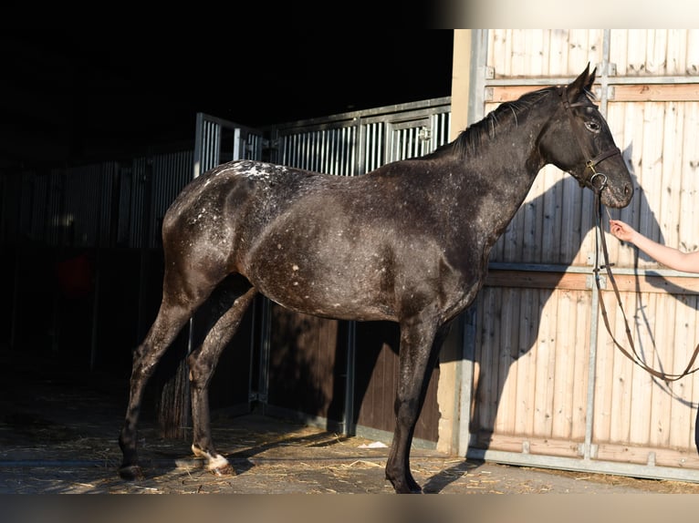 NRPS Mare 8 years 16 hh Leopard-Piebald in Geilenkirchen