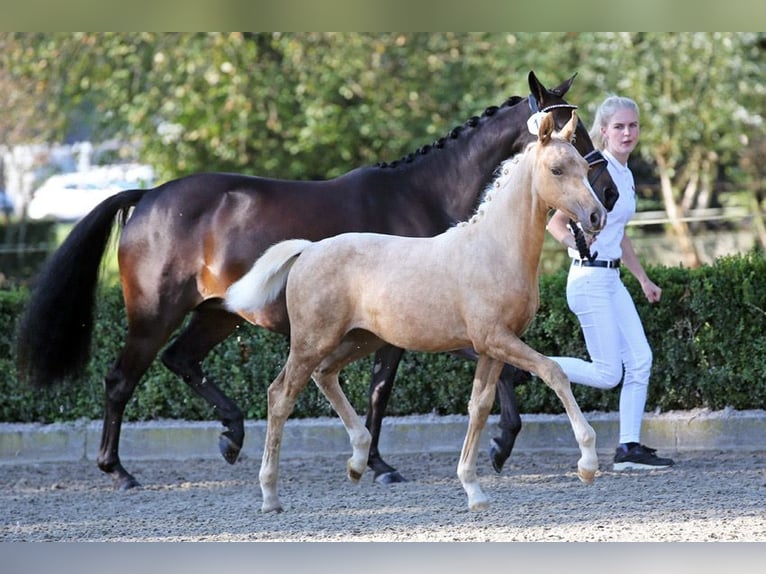 NRPS Mare 9 years 13,3 hh Smoky-Black in Dordrecht