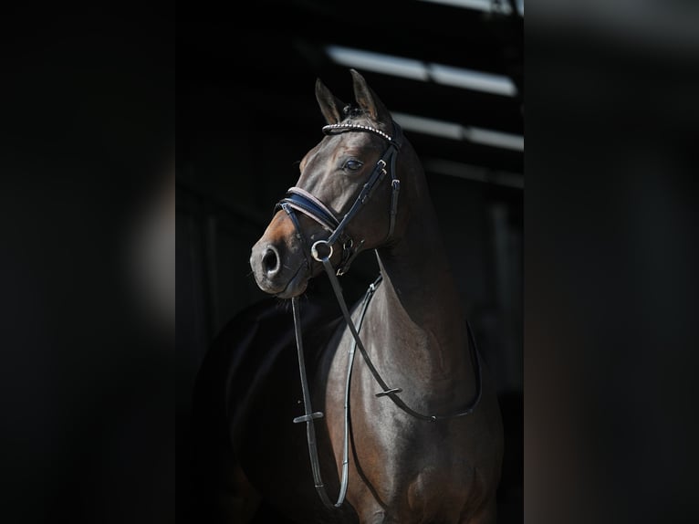 NRPS Mare 9 years 13,3 hh Smoky-Black in Dordrecht