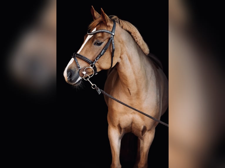 NRPS Mare 9 years 14.1 hh Chestnut-Red in Meppen
