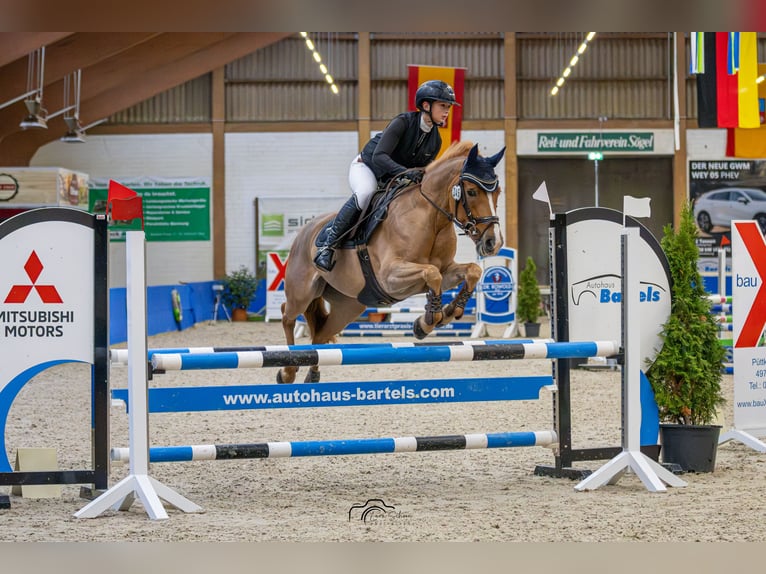 NRPS Mare 9 years 14.1 hh Chestnut-Red in Meppen