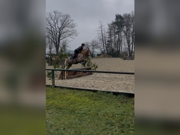 NRPS Mare 9 years 14.1 hh Chestnut-Red in Meppen