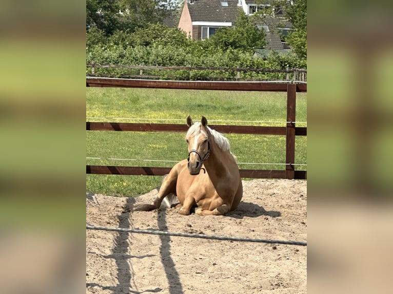 NRPS Mare 9 years 14,1 hh Palomino in Oisterwijk