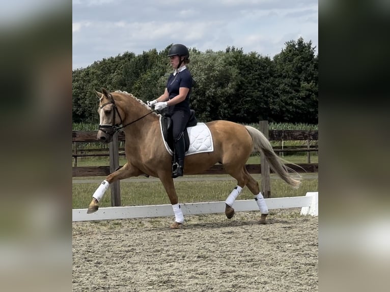 NRPS Mare 9 years 14,1 hh Palomino in Oisterwijk