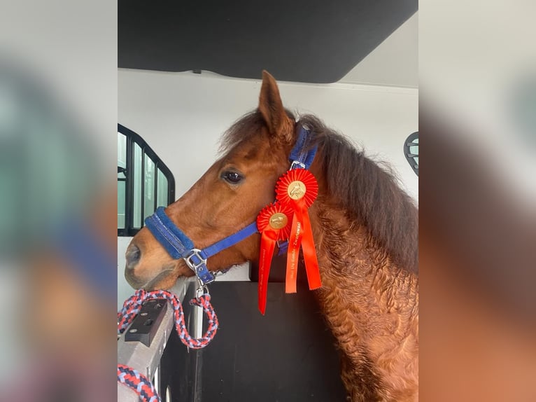 NRPS Mare 9 years 14,2 hh Chestnut-Red in Oostvoorne