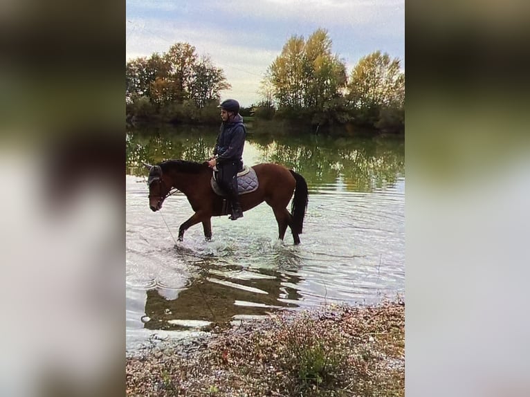 NRPS Mare 9 years 14,1 hh Brown in Neuried