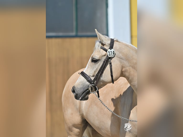 NRPS Mare 9 years 14,2 hh Palomino in Otterlo