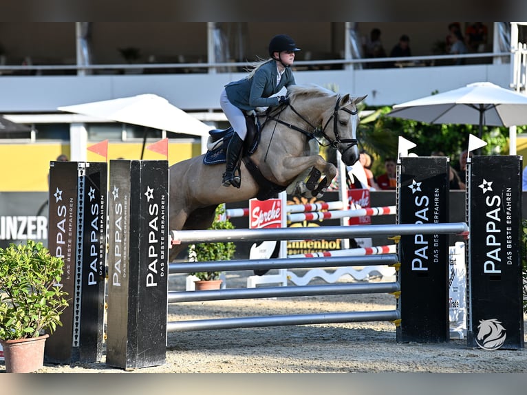 NRPS Mare 9 years 14,2 hh Palomino in Otterlo