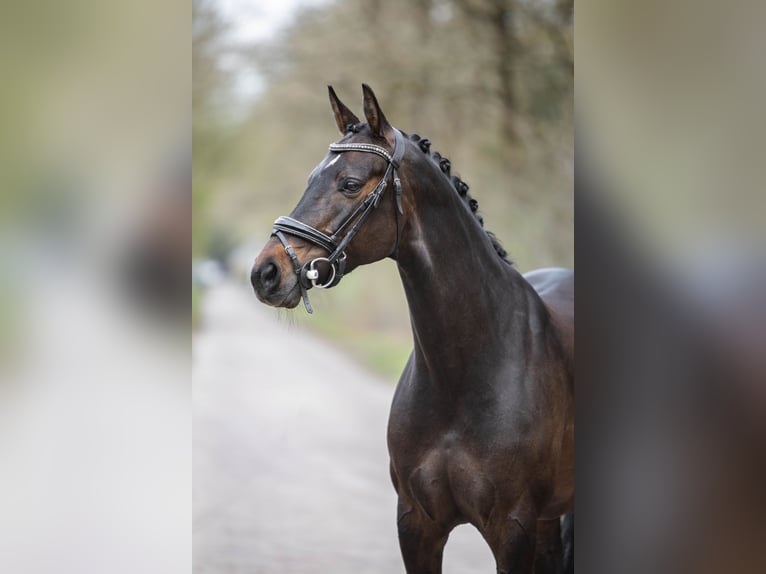 NRPS Mare 9 years 15 hh Bay-Dark in Emmen