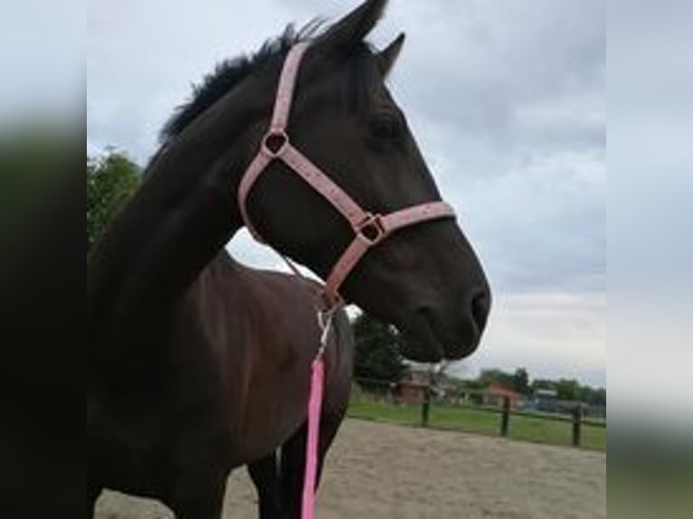 NRPS Mare 9 years 16 hh Black in Ninove