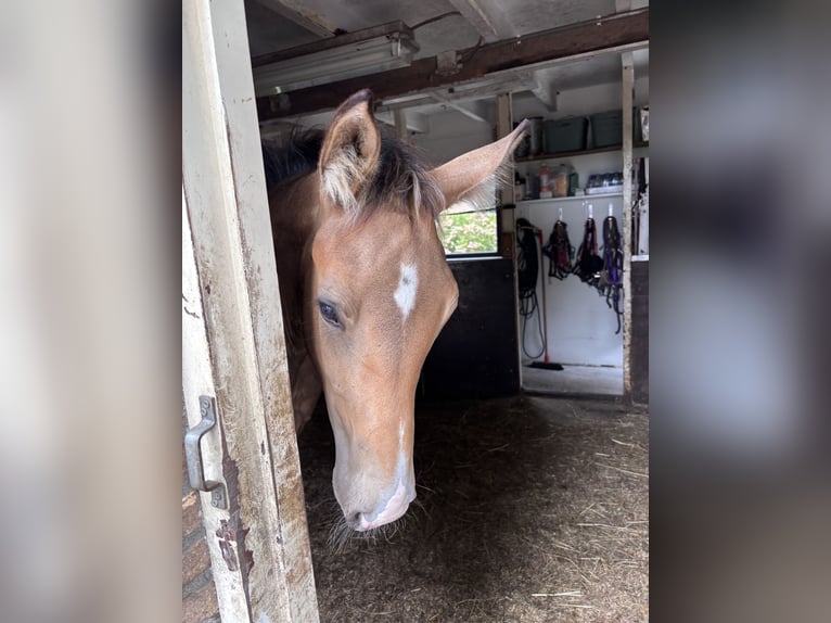 NRPS Mare Foal (04/2025) 13,1 hh Buckskin in Zwartewaal