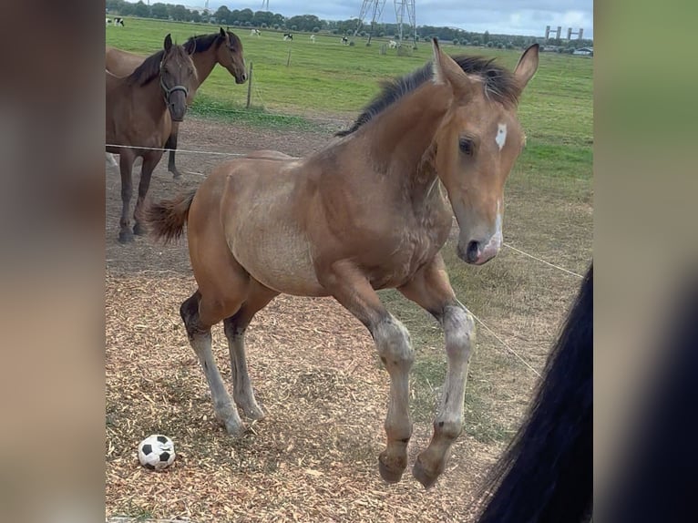 NRPS Mare Foal (04/2025) 13,1 hh Buckskin in Zwartewaal