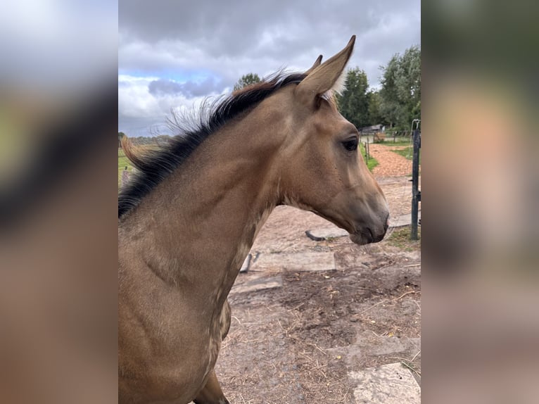 NRPS Mare Foal (04/2025) 13,1 hh Buckskin in Zwartewaal
